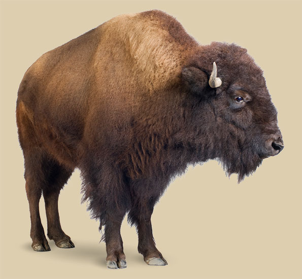 Bison